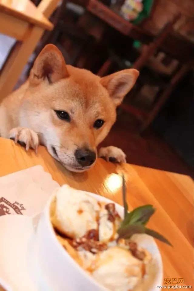狗狗挑食的幕后黑手！-1.jpeg