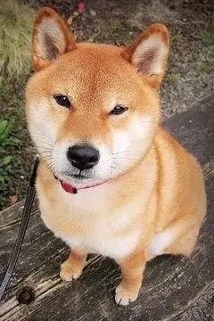 狗狗挑食的幕后黑手！-6.jpeg
