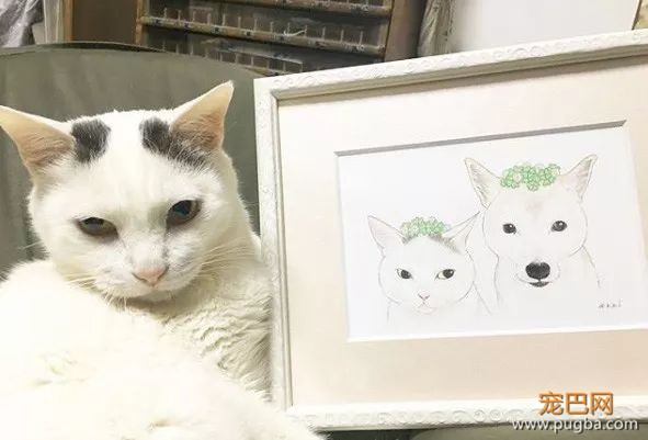 18岁的柴犬去了天堂，希望会有新的猫咪替我爱你-1.jpeg