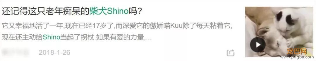 18岁的柴犬去了天堂，希望会有新的猫咪替我爱你-4.jpeg