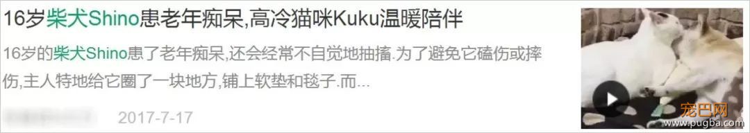 18岁的柴犬去了天堂，希望会有新的猫咪替我爱你-3.jpeg