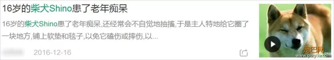 18岁的柴犬去了天堂，希望会有新的猫咪替我爱你-2.jpeg