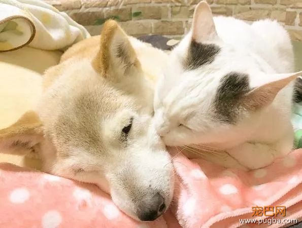 18岁的柴犬去了天堂，希望会有新的猫咪替我爱你-7.jpeg
