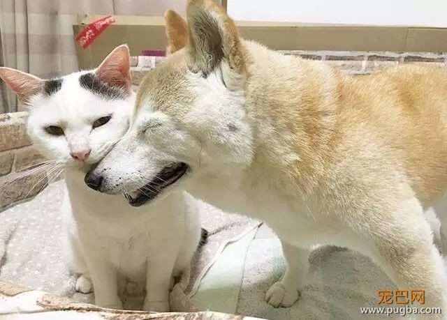 18岁的柴犬去了天堂，希望会有新的猫咪替我爱你-8.jpeg
