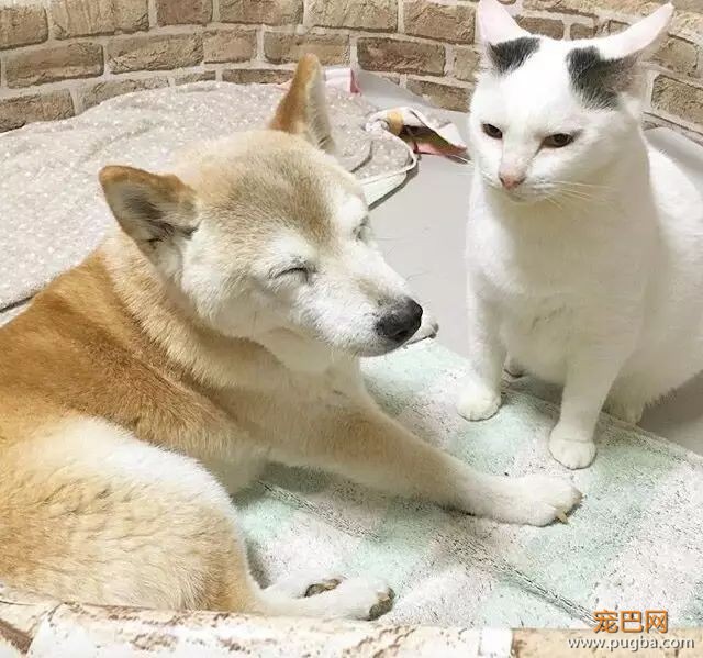 18岁的柴犬去了天堂，希望会有新的猫咪替我爱你-11.jpeg