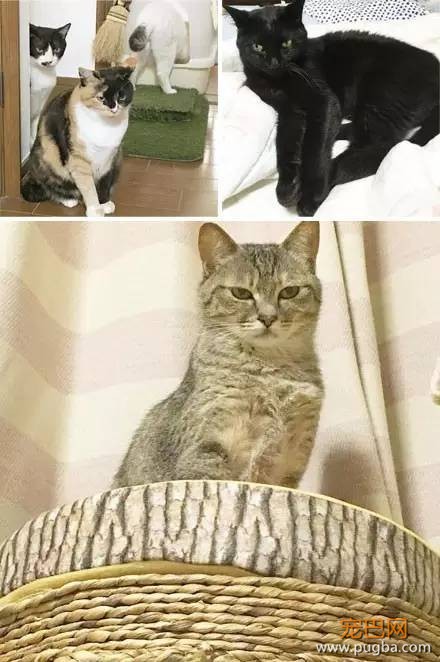 18岁的柴犬去了天堂，希望会有新的猫咪替我爱你-9.jpeg