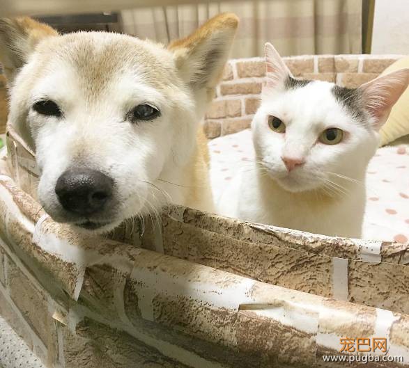 18岁的柴犬去了天堂，希望会有新的猫咪替我爱你-13.jpeg