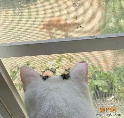 18岁的柴犬去了天堂，希望会有新的猫咪替我爱你-12.jpeg