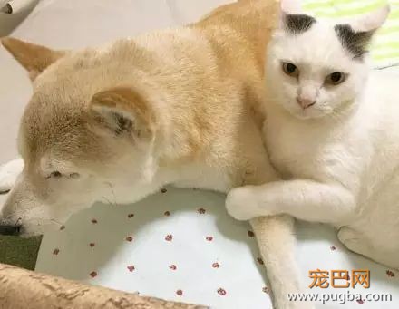 18岁的柴犬去了天堂，希望会有新的猫咪替我爱你-14.jpeg
