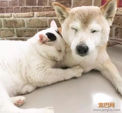 18岁的柴犬去了天堂，希望会有新的猫咪替我爱你-16.jpeg