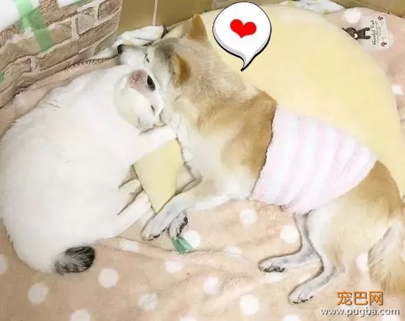 18岁的柴犬去了天堂，希望会有新的猫咪替我爱你-15.jpeg