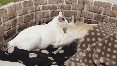 18岁的柴犬去了天堂，希望会有新的猫咪替我爱你-17.gif