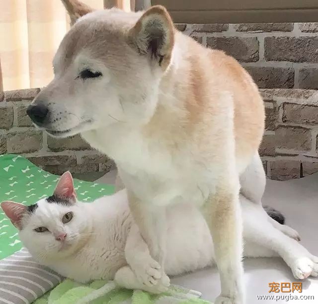 18岁的柴犬去了天堂，希望会有新的猫咪替我爱你-19.jpeg
