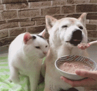 18岁的柴犬去了天堂，希望会有新的猫咪替我爱你-18.gif