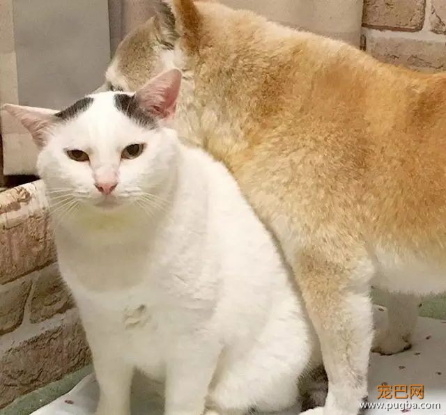 18岁的柴犬去了天堂，希望会有新的猫咪替我爱你-20.jpeg