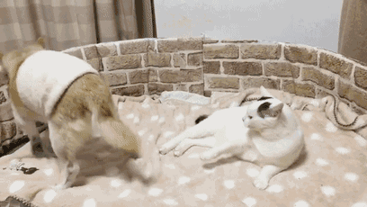 18岁的柴犬去了天堂，希望会有新的猫咪替我爱你-21.gif