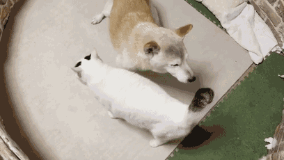 18岁的柴犬去了天堂，希望会有新的猫咪替我爱你-22.gif