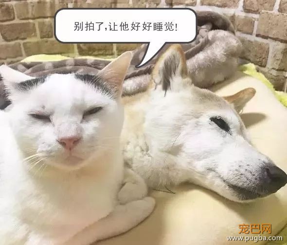 18岁的柴犬去了天堂，希望会有新的猫咪替我爱你-23.jpeg