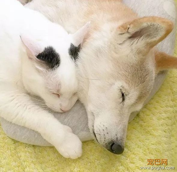 18岁的柴犬去了天堂，希望会有新的猫咪替我爱你-24.jpeg