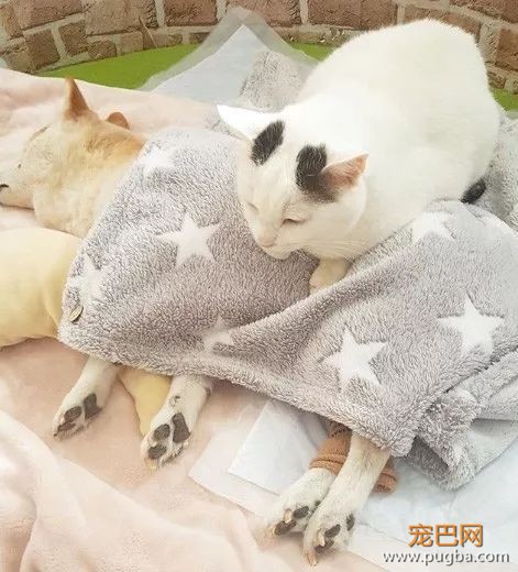 18岁的柴犬去了天堂，希望会有新的猫咪替我爱你-25.jpeg