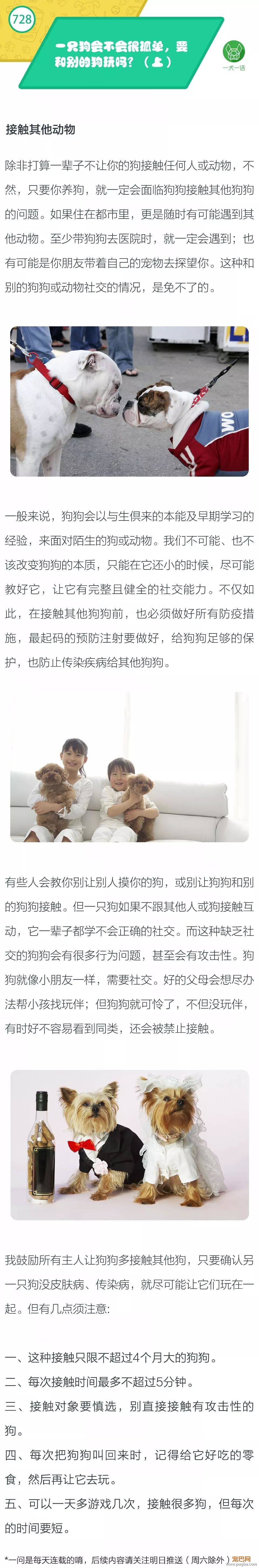 一只狗会不会很孤单，要和别的狗玩吗？（上）-1.jpeg