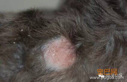 狗狗皮肤病怎么治 不同症状解析-1.jpeg