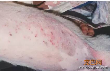 狗狗皮肤病怎么治 不同症状解析-2.jpeg