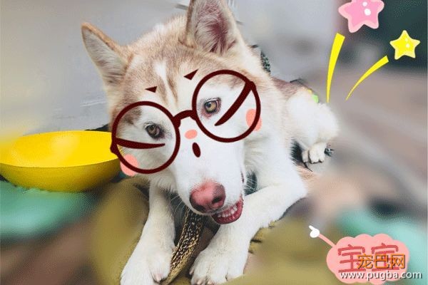 哈士奇蠢萌的外表下，其实是具脆弱的身体-6.jpeg