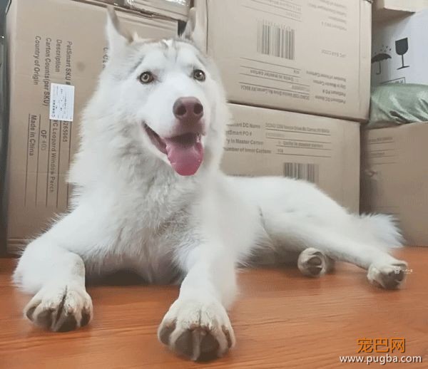 哈士奇蠢萌的外表下，其实是具脆弱的身体-7.jpeg