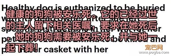 主人死前留遗嘱让狗子陪葬，竟然还真的得到了执行！？-4.jpg