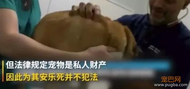 主人死前留遗嘱让狗子陪葬，竟然还真的得到了执行！？-5.jpg