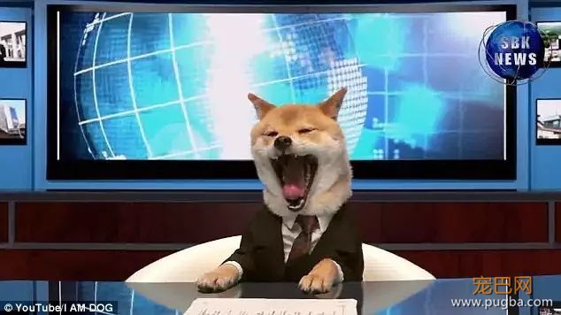 狗狗这些行为，你知道是什么意思吗？-3.jpeg