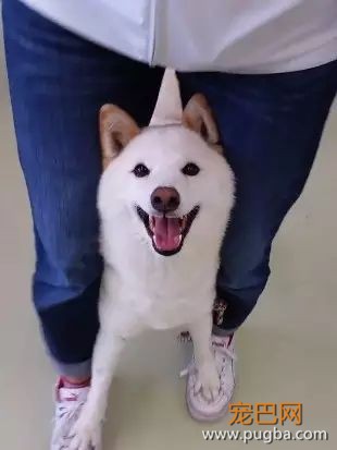 狗狗这些行为，你知道是什么意思吗？-8.jpeg