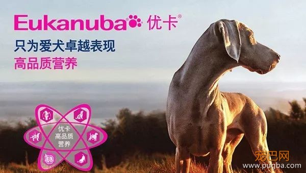 进口粮贵国产粮坑？这款年销70亿、超高性价比的美国狗粮了解一下-1.jpeg