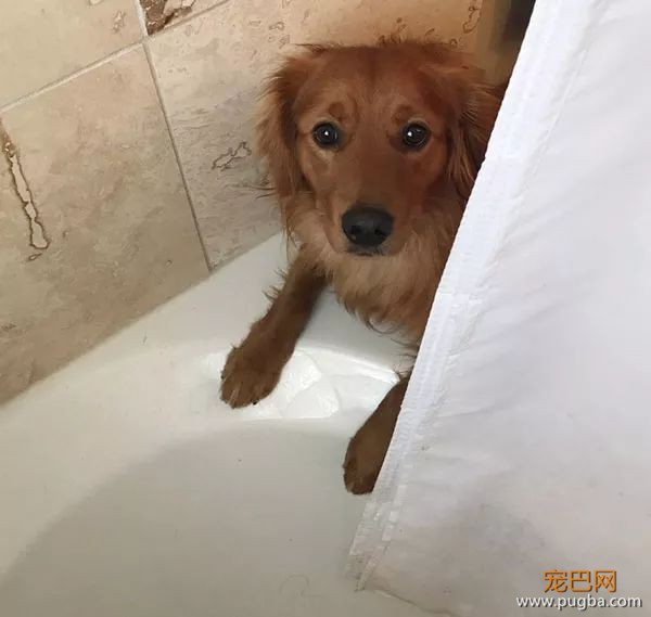 61张图告诉你，有狗狗存在的世界多美好-2.jpeg