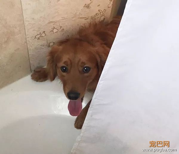 61张图告诉你，有狗狗存在的世界多美好-3.jpeg