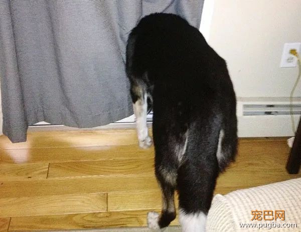 61张图告诉你，有狗狗存在的世界多美好-13.jpeg