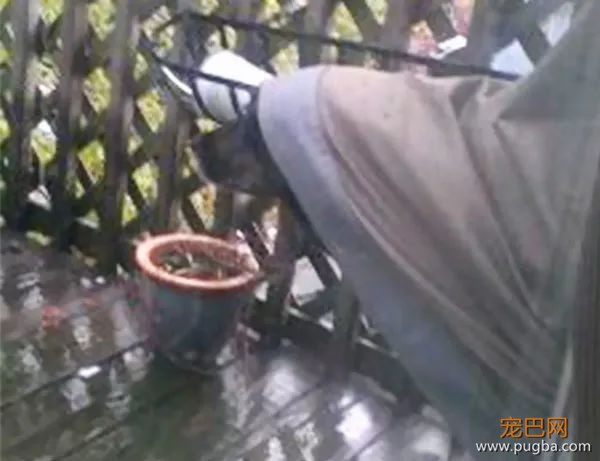 61张图告诉你，有狗狗存在的世界多美好-14.jpeg