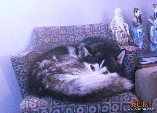 61张图告诉你，有狗狗存在的世界多美好-29.jpeg