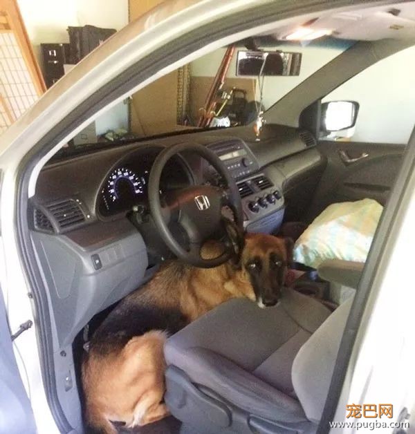 61张图告诉你，有狗狗存在的世界多美好-48.jpeg