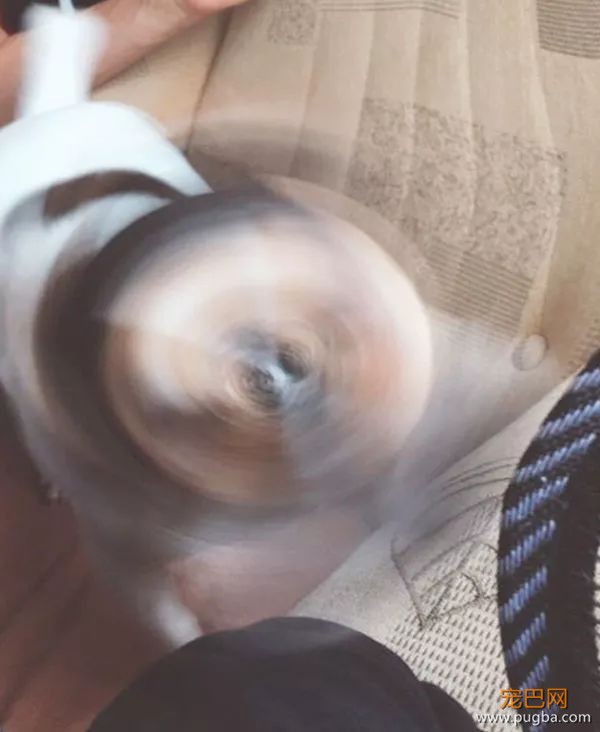 61张图告诉你，有狗狗存在的世界多美好-57.jpeg
