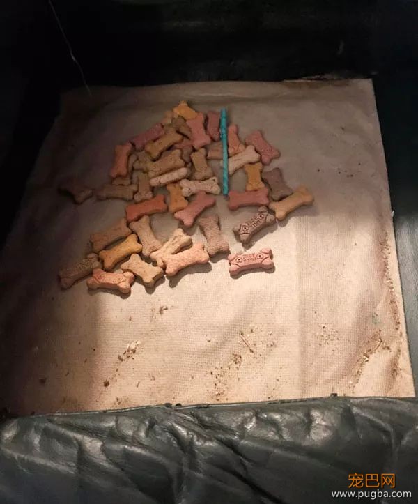 61张图告诉你，有狗狗存在的世界多美好-59.jpeg