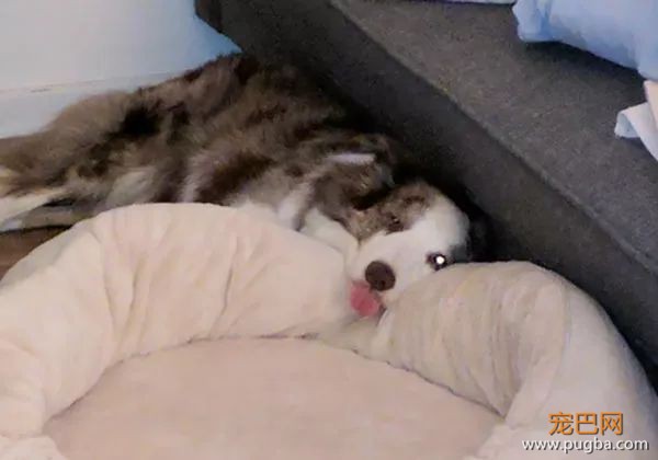 61张图告诉你，有狗狗存在的世界多美好-69.jpeg