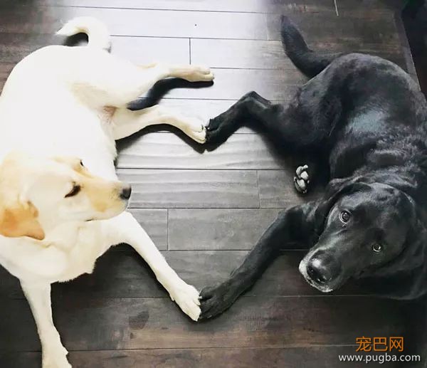 61张图告诉你，有狗狗存在的世界多美好-70.jpeg