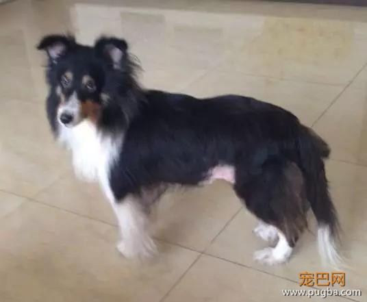脸盲慎入！长得一毛一样的喜乐蒂一家，美好得像一个童话~-19.jpg