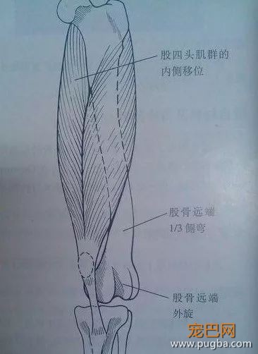 优秀的贵宾犬：先天疾病极少，常见疾病只有这一种-3.jpeg