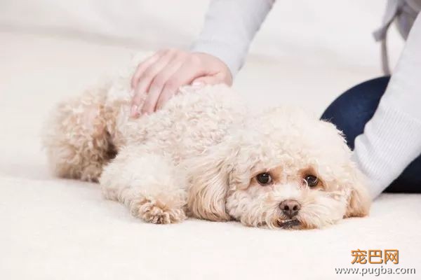 优秀的贵宾犬：先天疾病极少，常见疾病只有这一种-4.jpeg