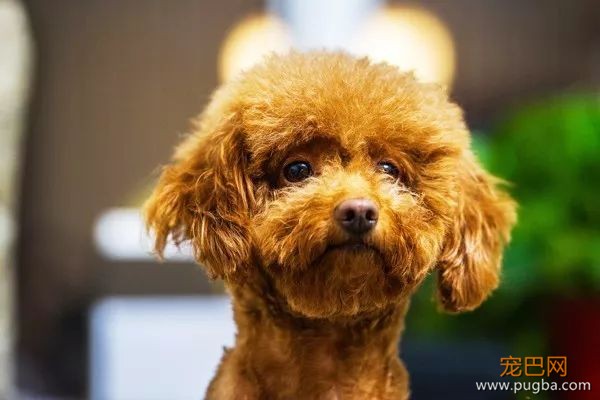 优秀的贵宾犬：先天疾病极少，常见疾病只有这一种-5.jpeg