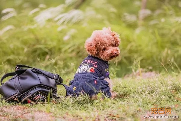 优秀的贵宾犬：先天疾病极少，常见疾病只有这一种-2.jpeg
