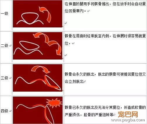 优秀的贵宾犬：先天疾病极少，常见疾病只有这一种-6.jpeg